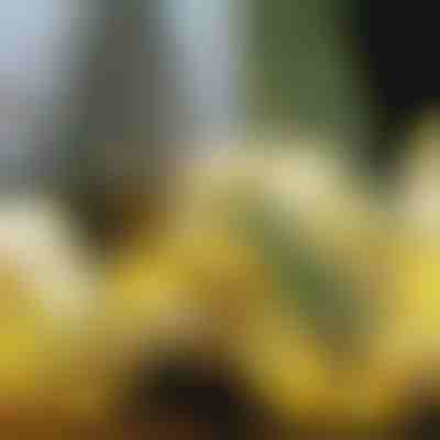 Nastro natalizio luminoso (500 cm) | SHINESTRAP