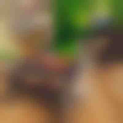 Griglia pieghevole portatile compatta | PORTOGRILL