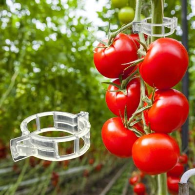 Clip da giardino resistenti (300 pz) | TOMACLI