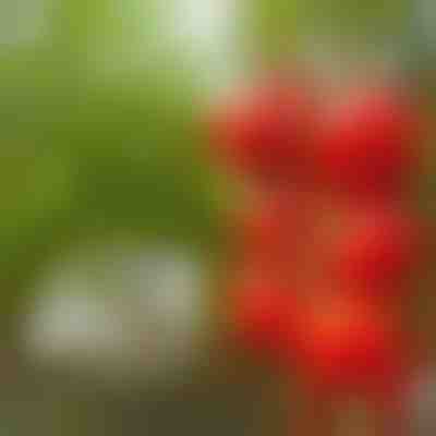 Clip da giardino resistenti (300 pz) | TOMACLI